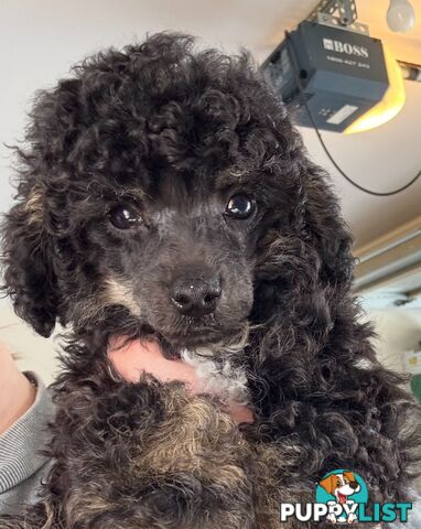 Toy poodle puppys