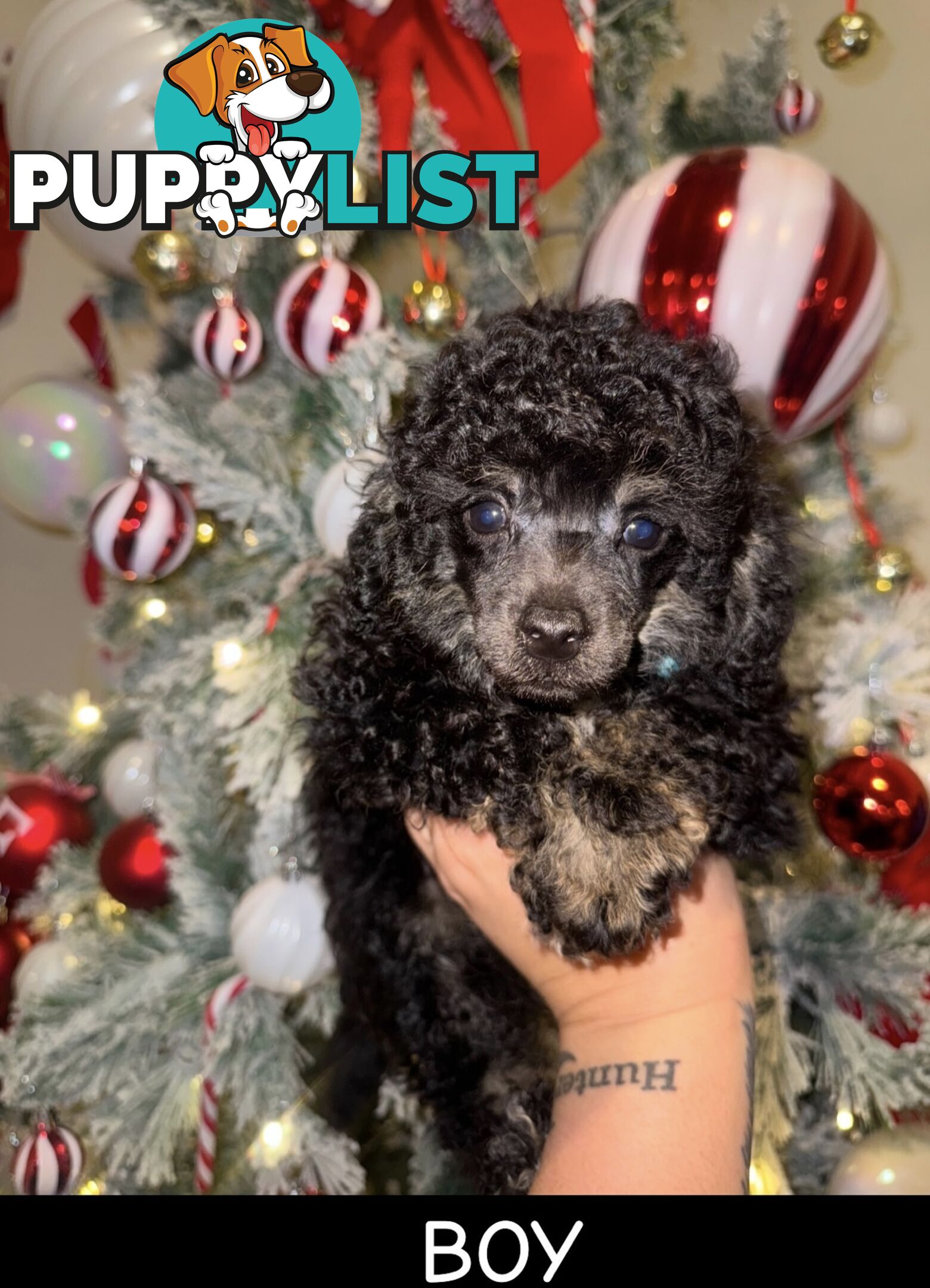 Toy poodle puppys