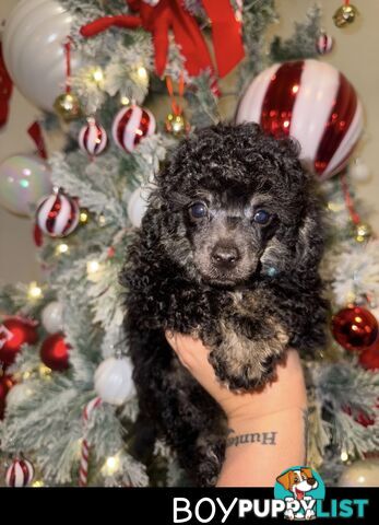 Toy poodle puppys