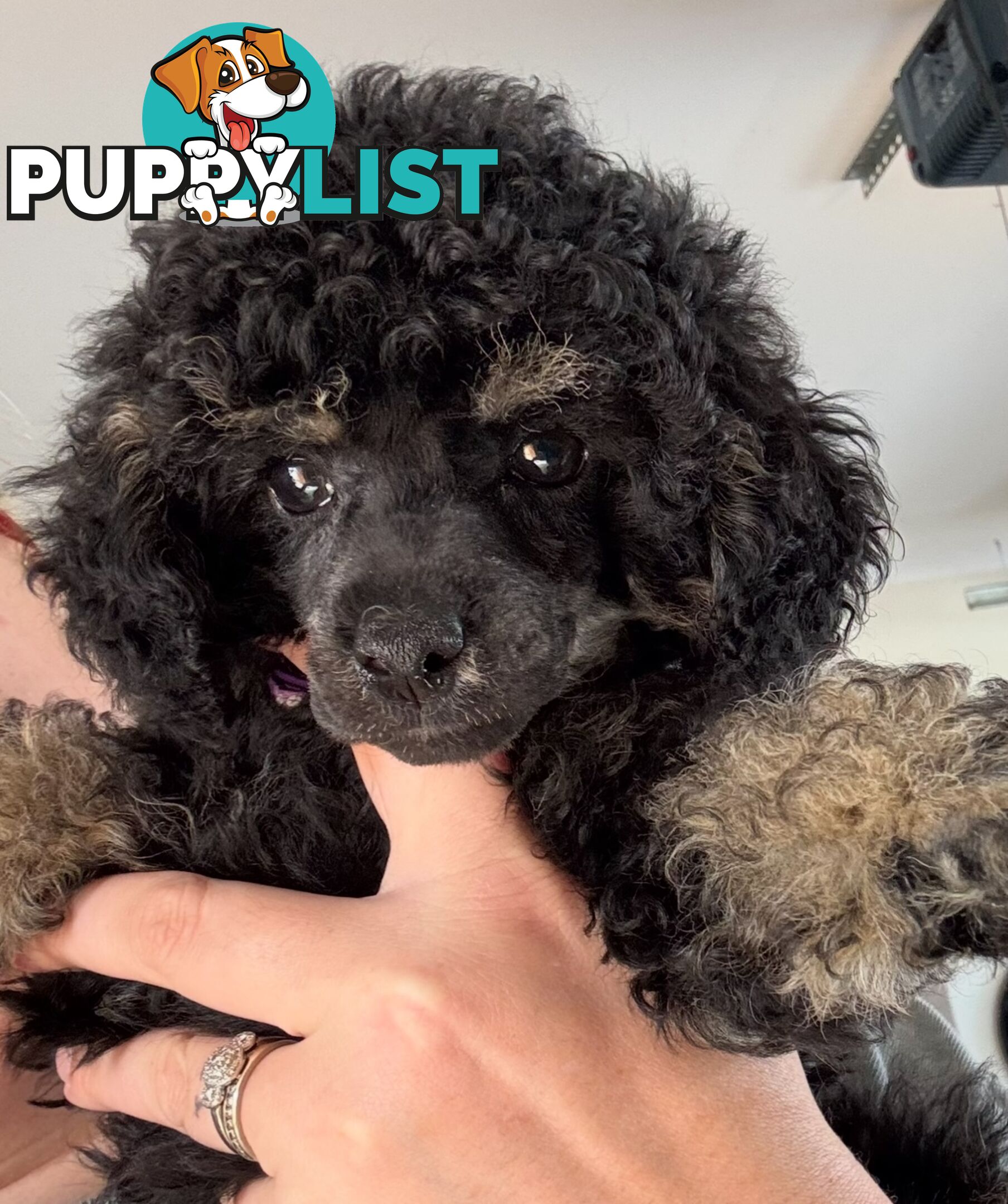 Toy poodle puppys