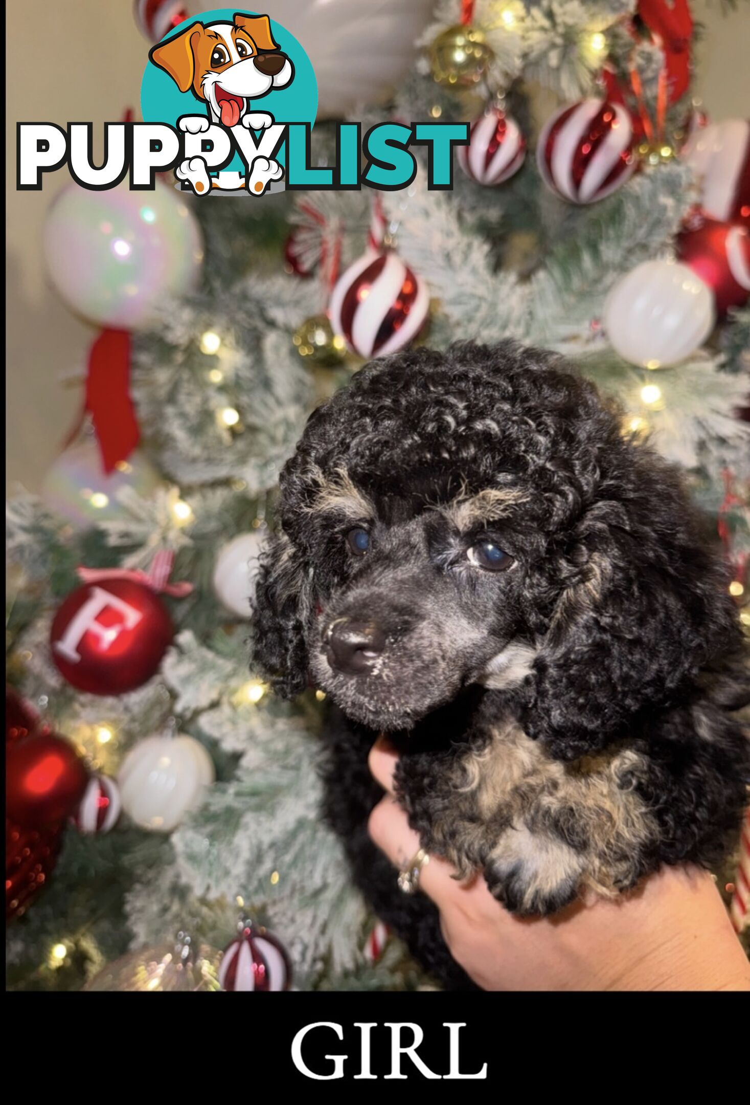 Toy poodle puppys