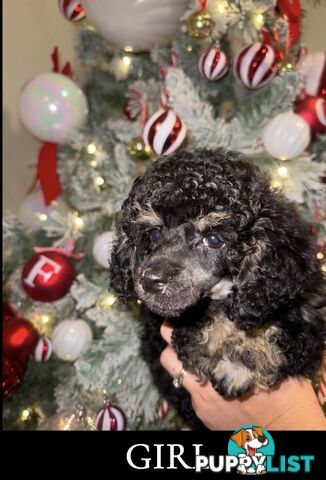 Toy poodle puppys