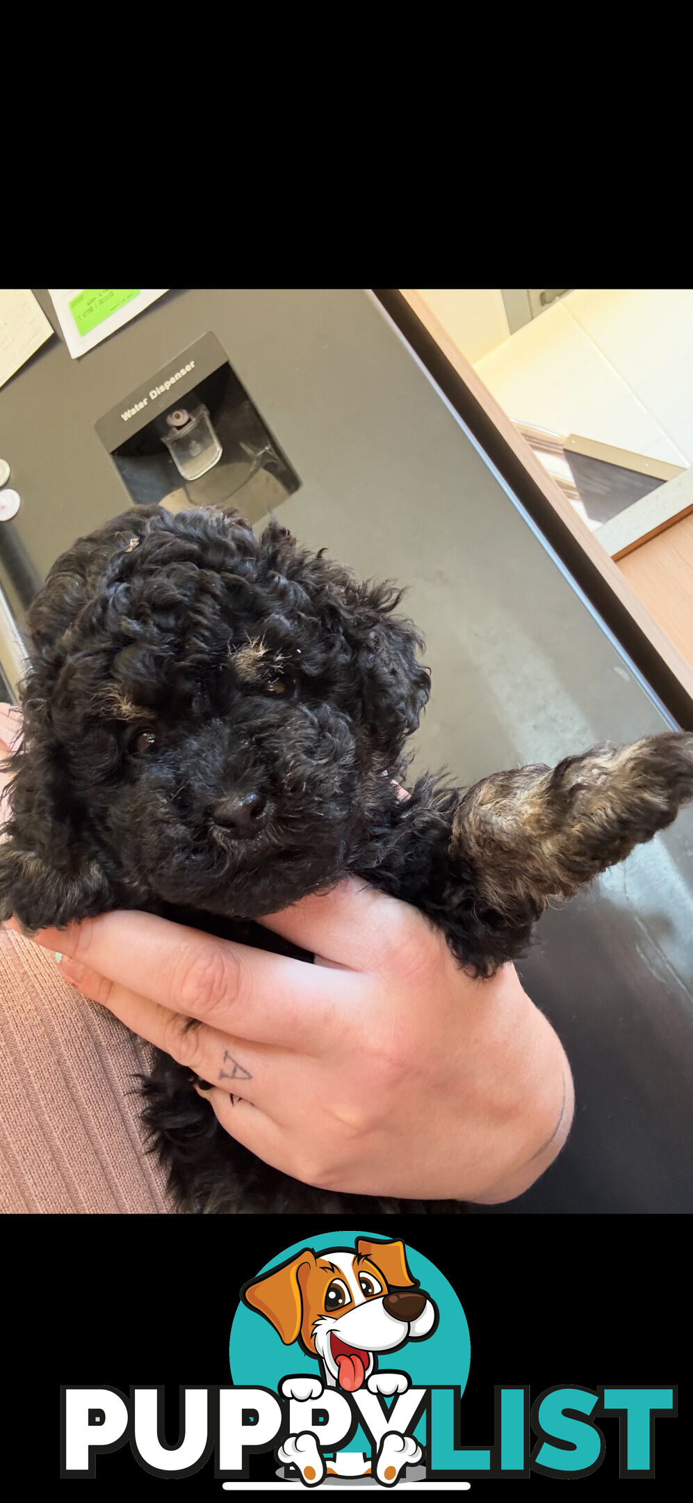 Toy poodle pups