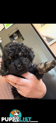 Toy poodle pups