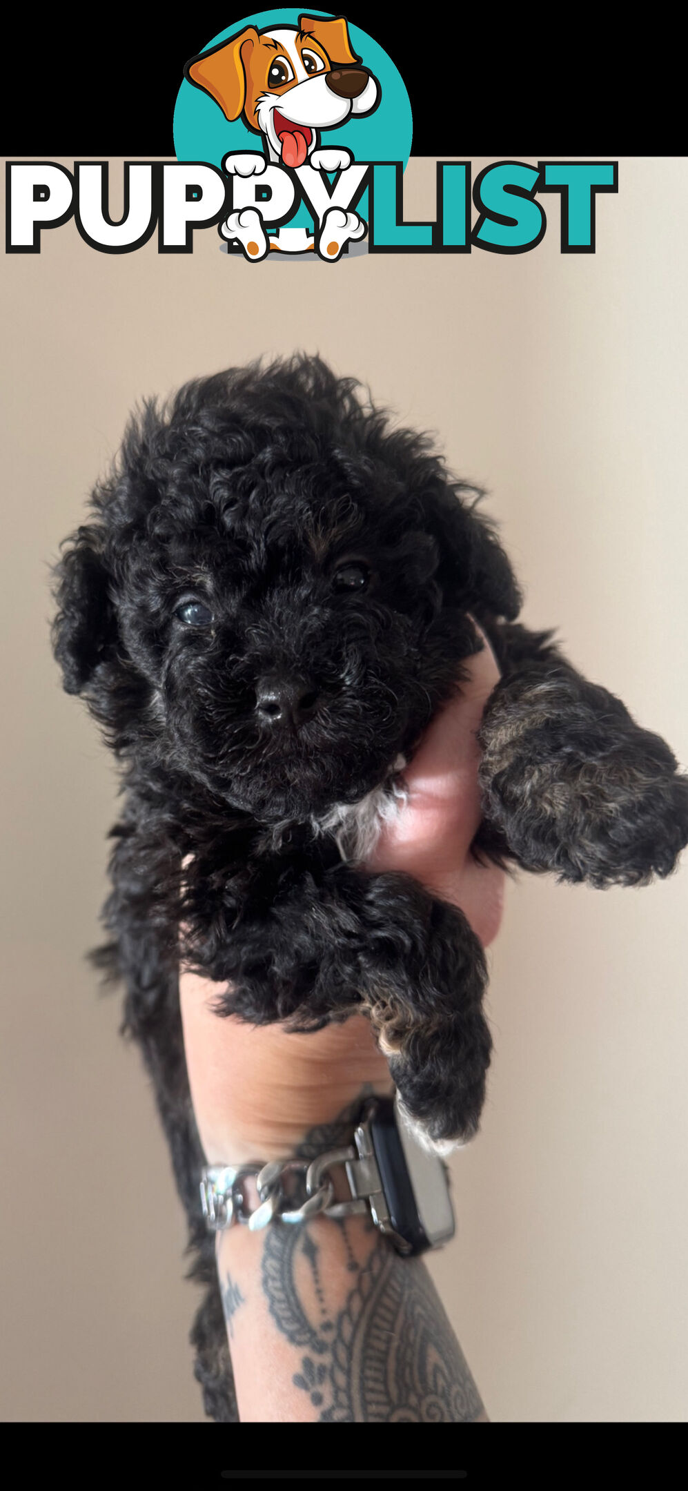 Toy poodle pups