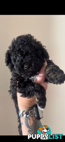 Toy poodle pups