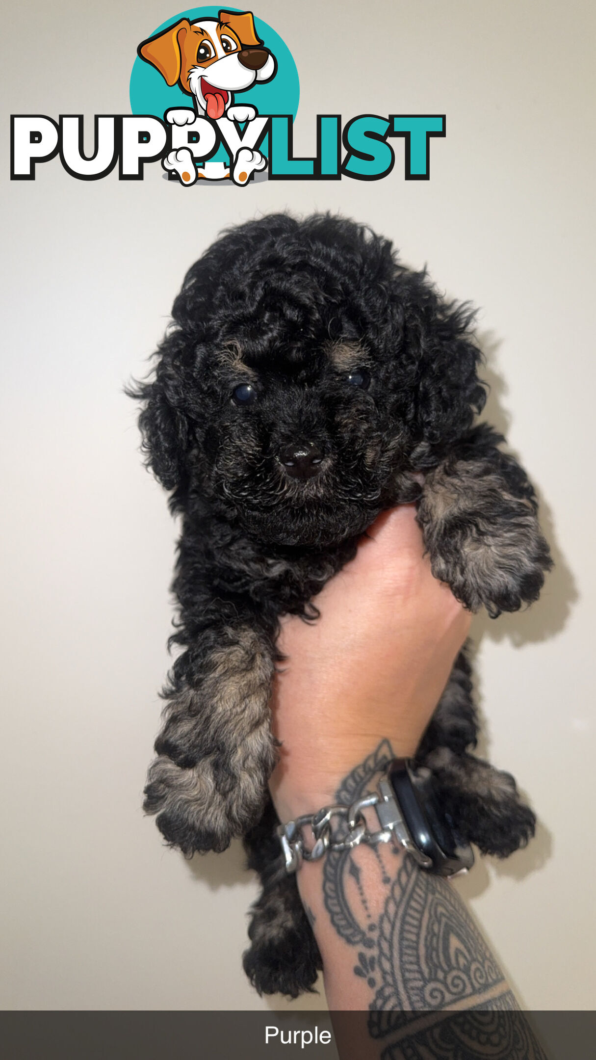 Toy poodle pups