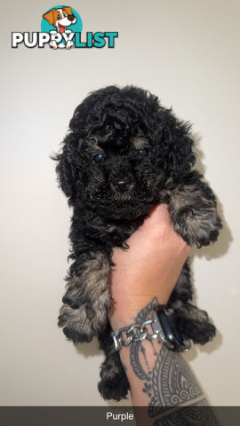 Toy poodle pups