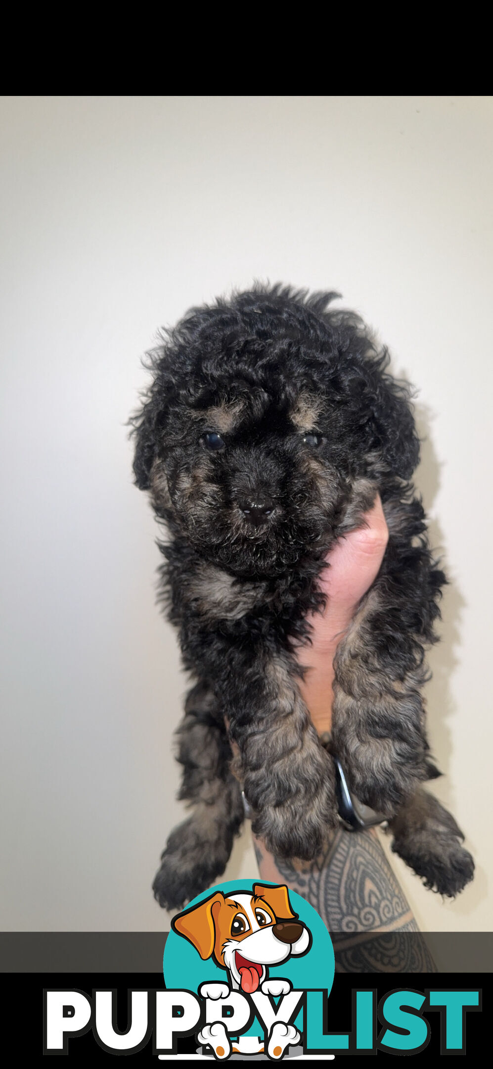 Toy poodle pups