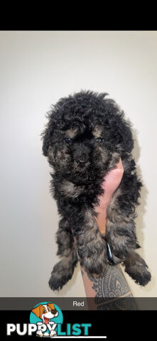 Toy poodle pups