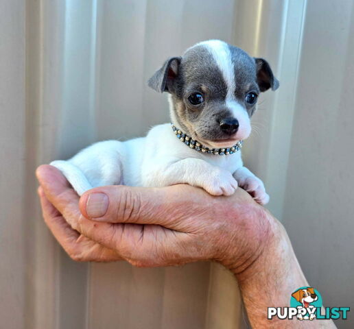 Teacup Chihuahuas