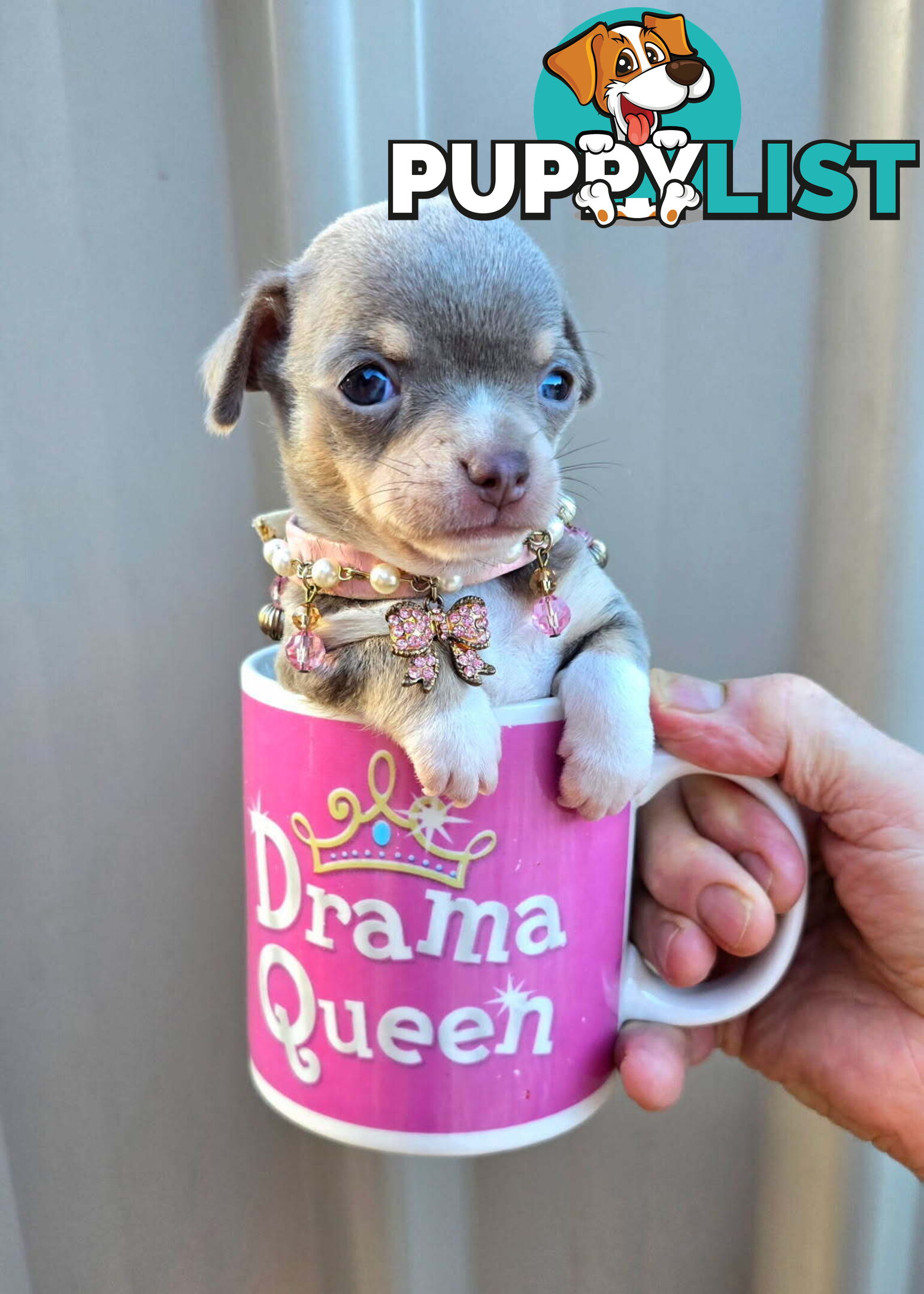 Teacup Chihuahuas