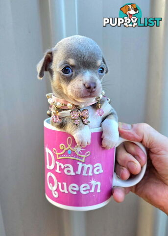 Teacup Chihuahuas