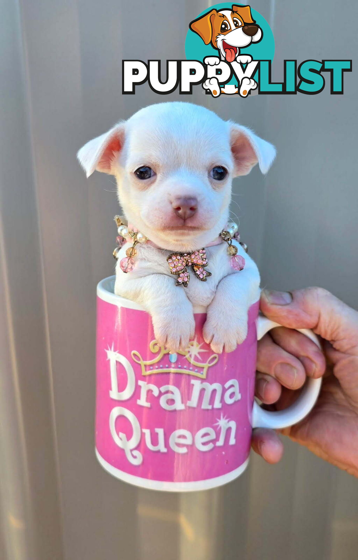 Teacup Chihuahuas