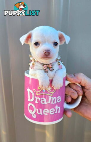 Teacup Chihuahuas