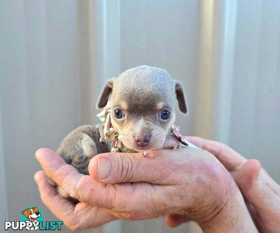 Teacup Chihuahuas