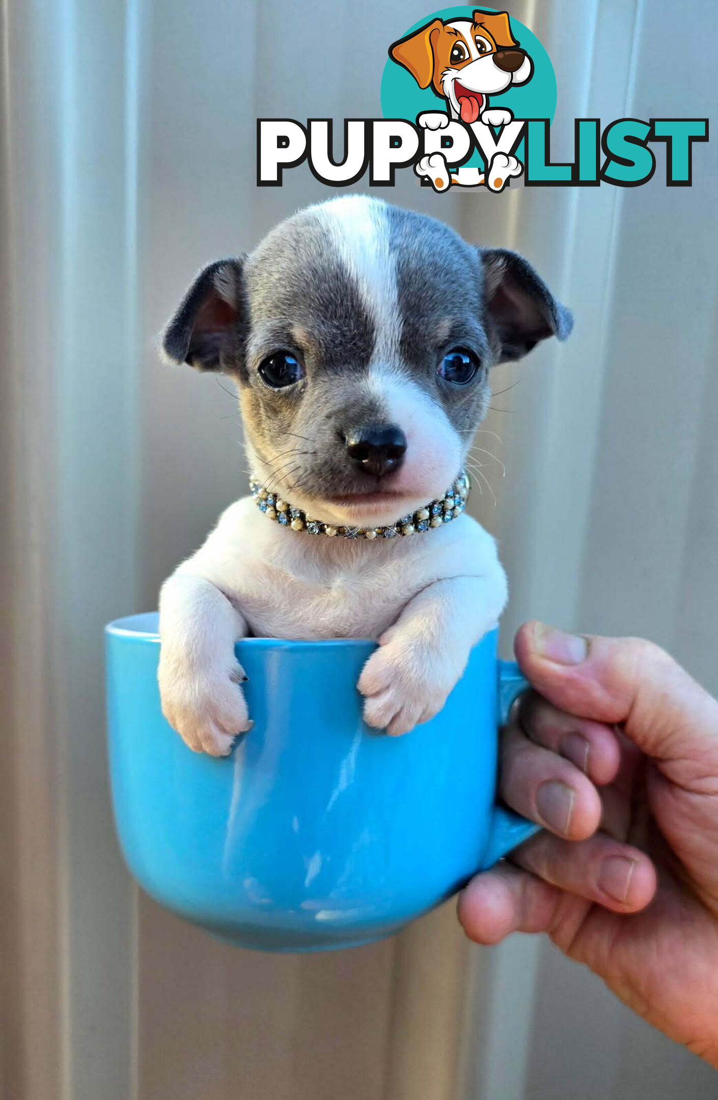 Teacup Chihuahuas