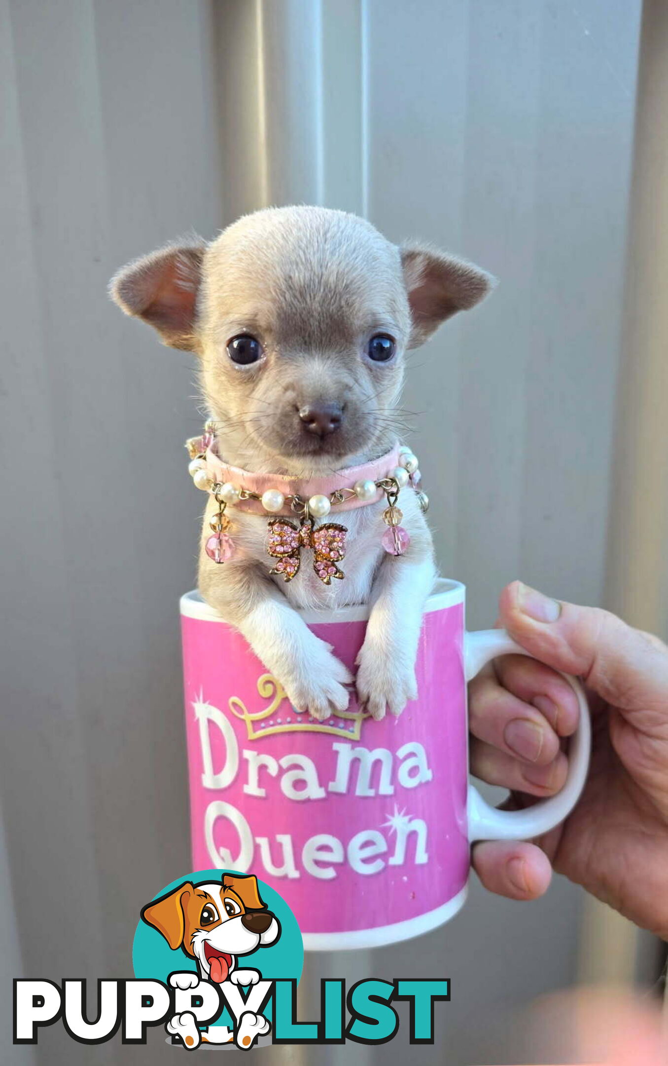 Teacup Chihuahuas