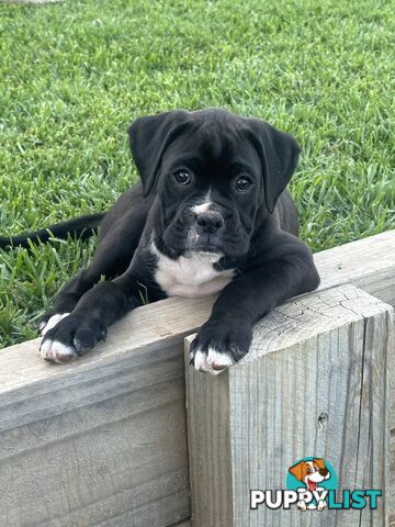 Purebred Boxer Puppies