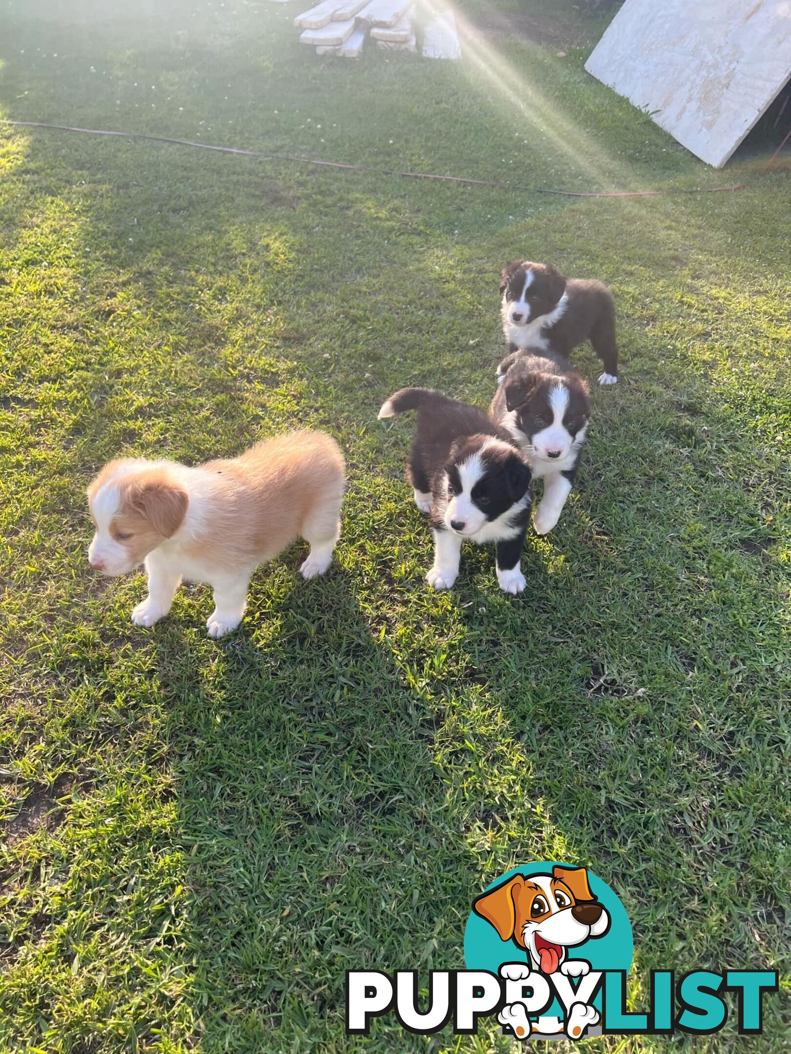 Pure bread border collie puppies