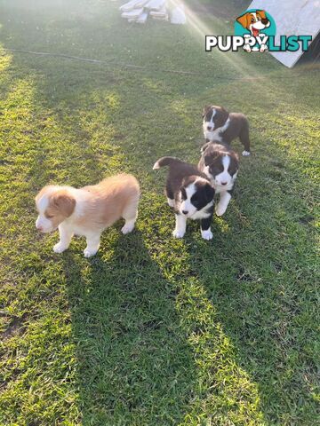 Pure bread border collie puppies