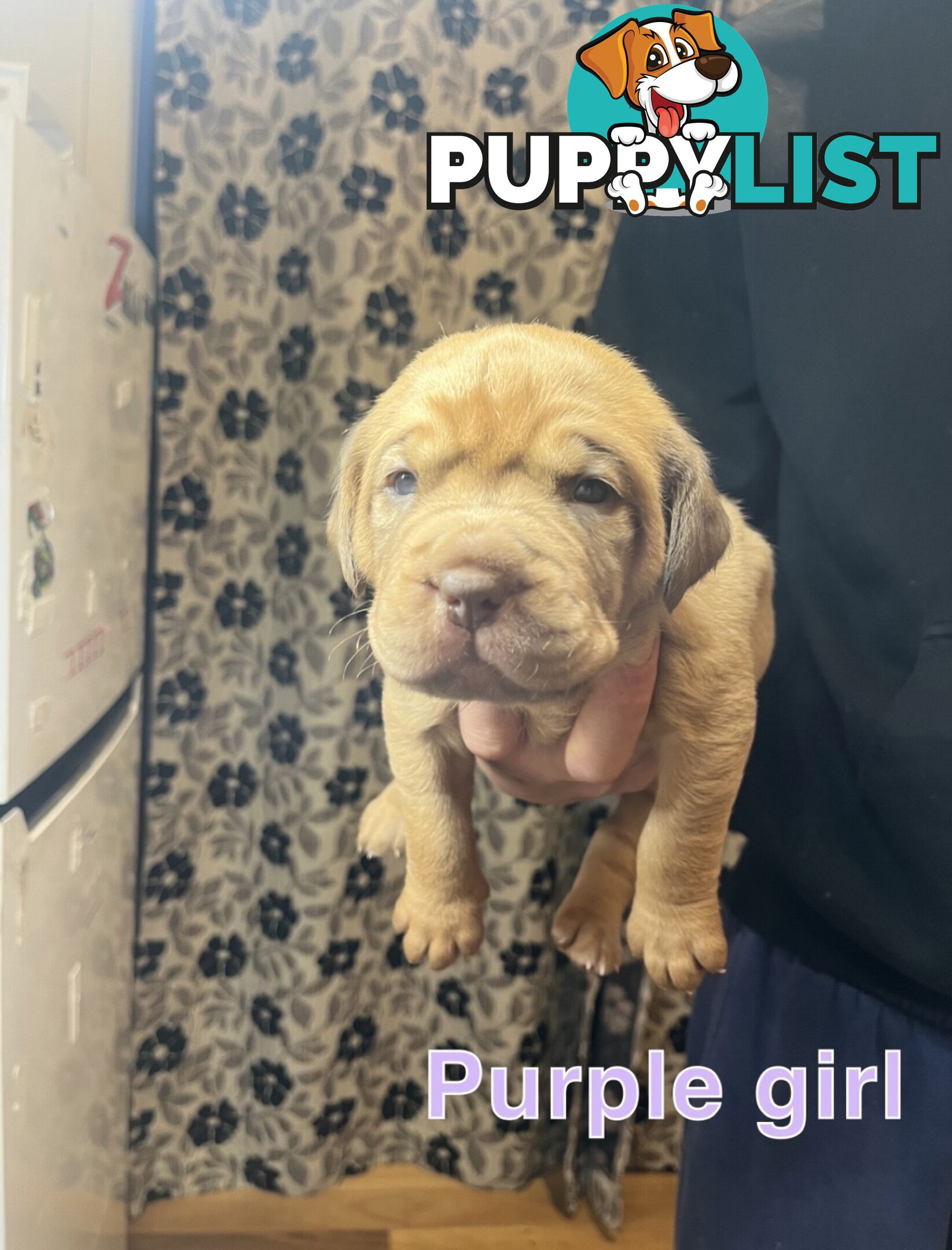 French mastiff puppies!