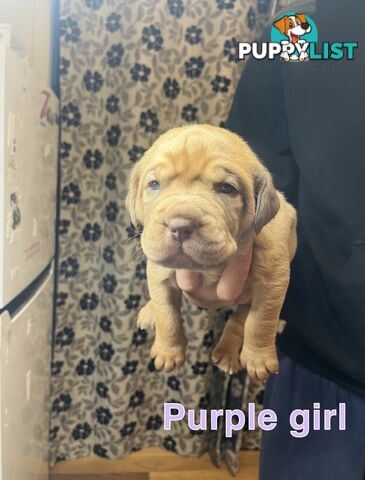 French mastiff puppies!