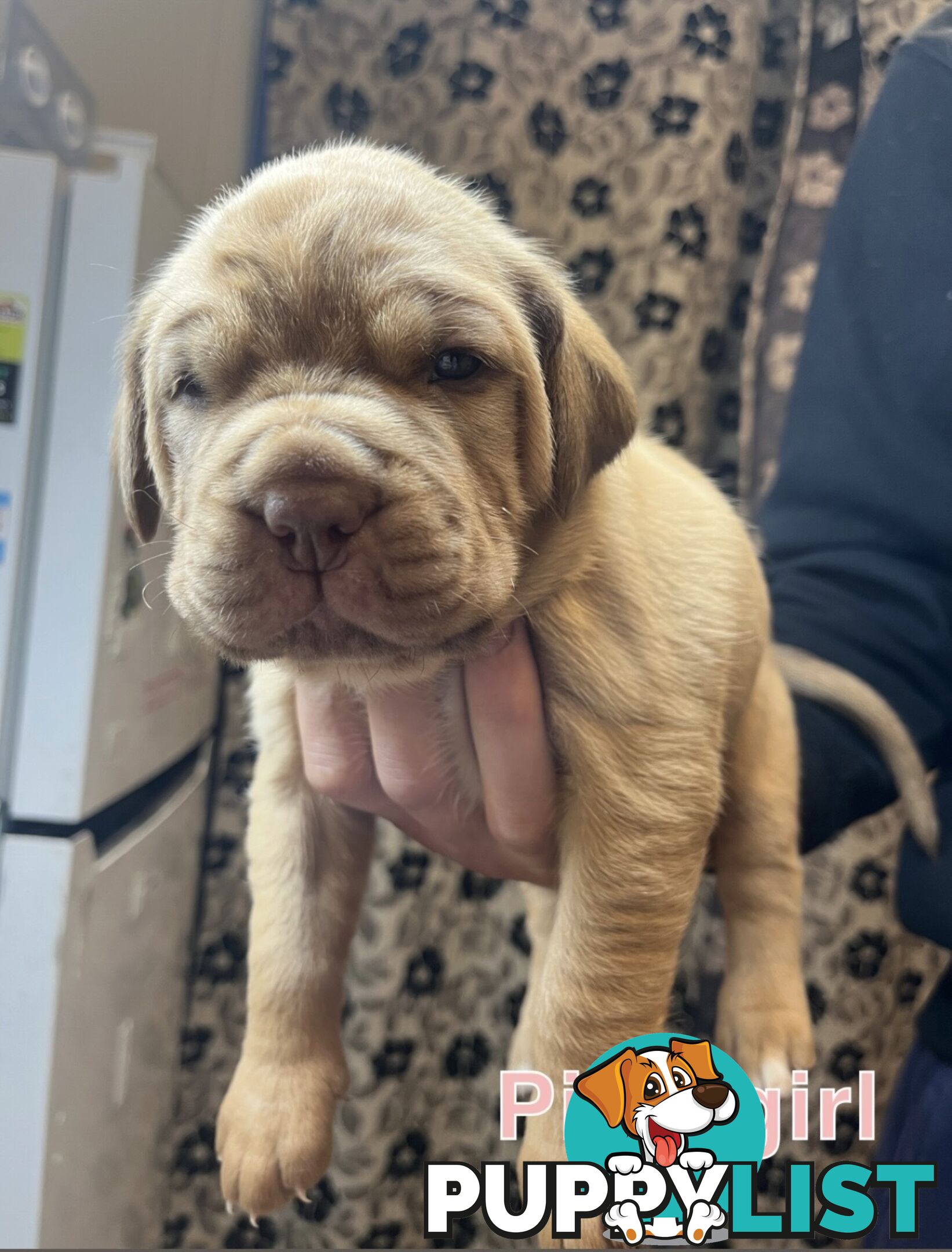 French mastiff puppies!