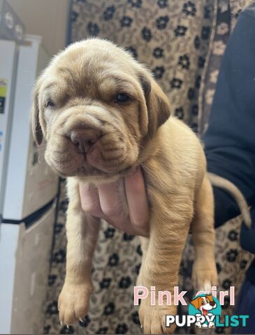 French mastiff puppies!