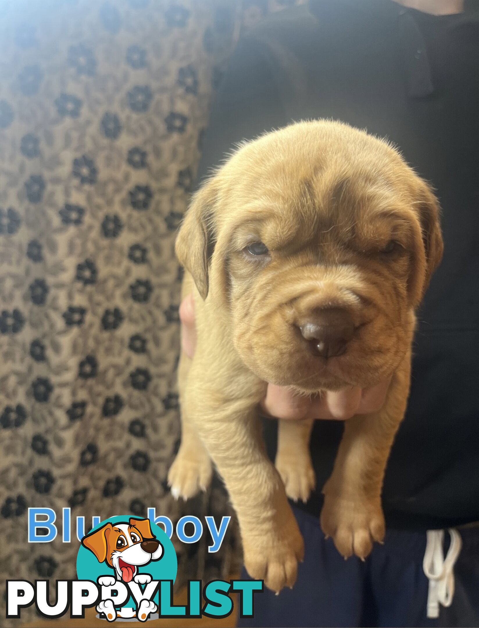French mastiff puppies!