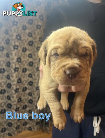 French mastiff puppies!