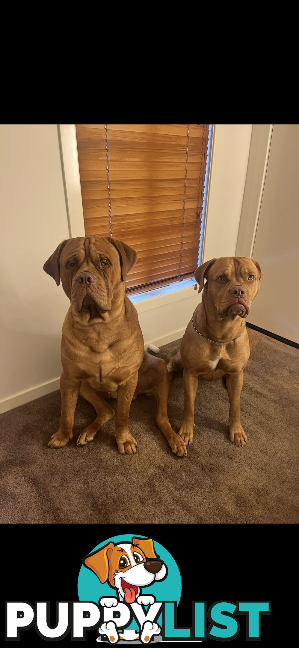 French mastiff puppies!