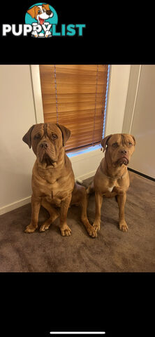 French mastiff puppies!