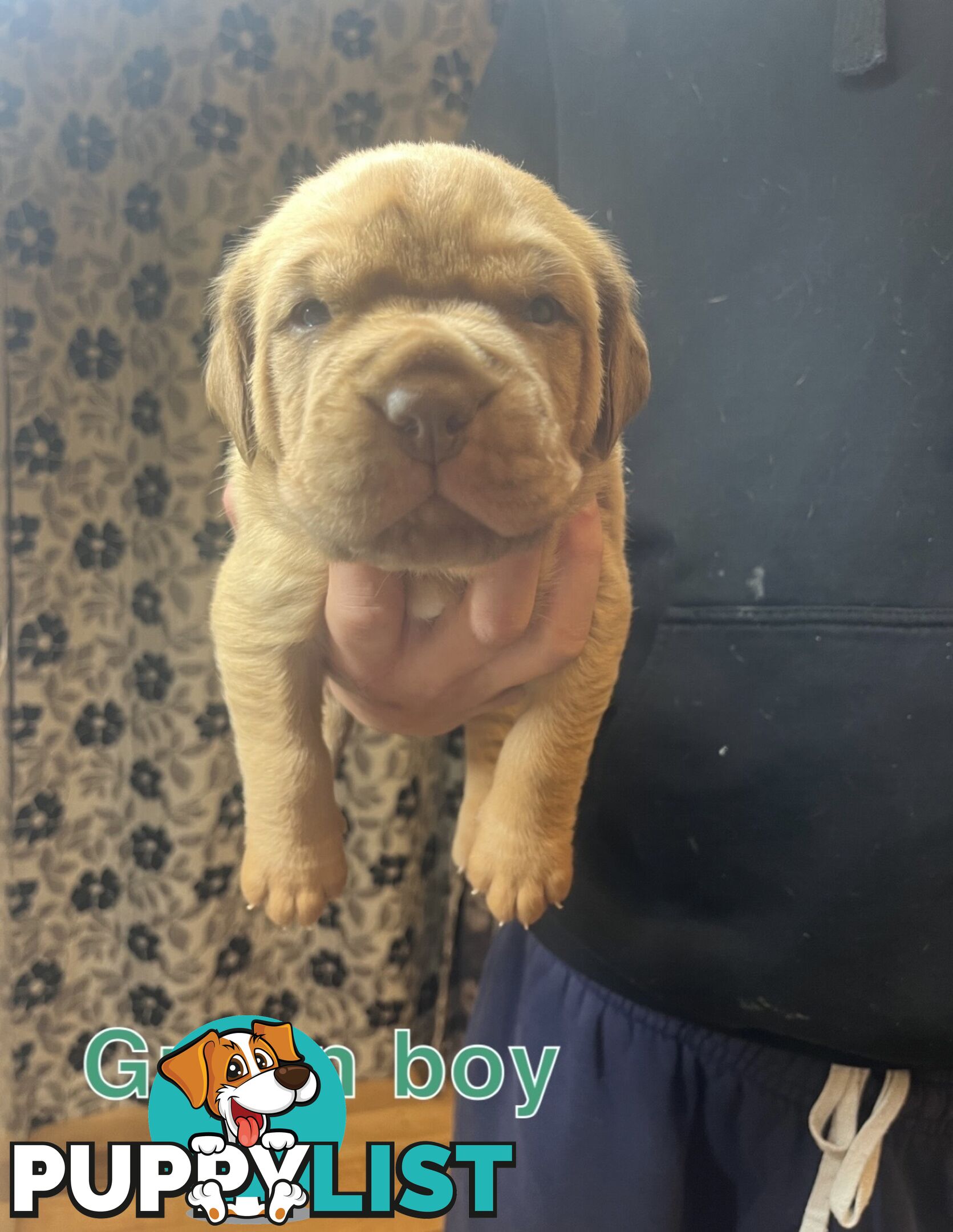 French mastiff puppies!