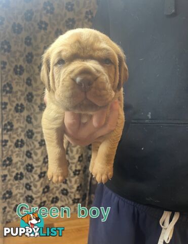 French mastiff puppies!