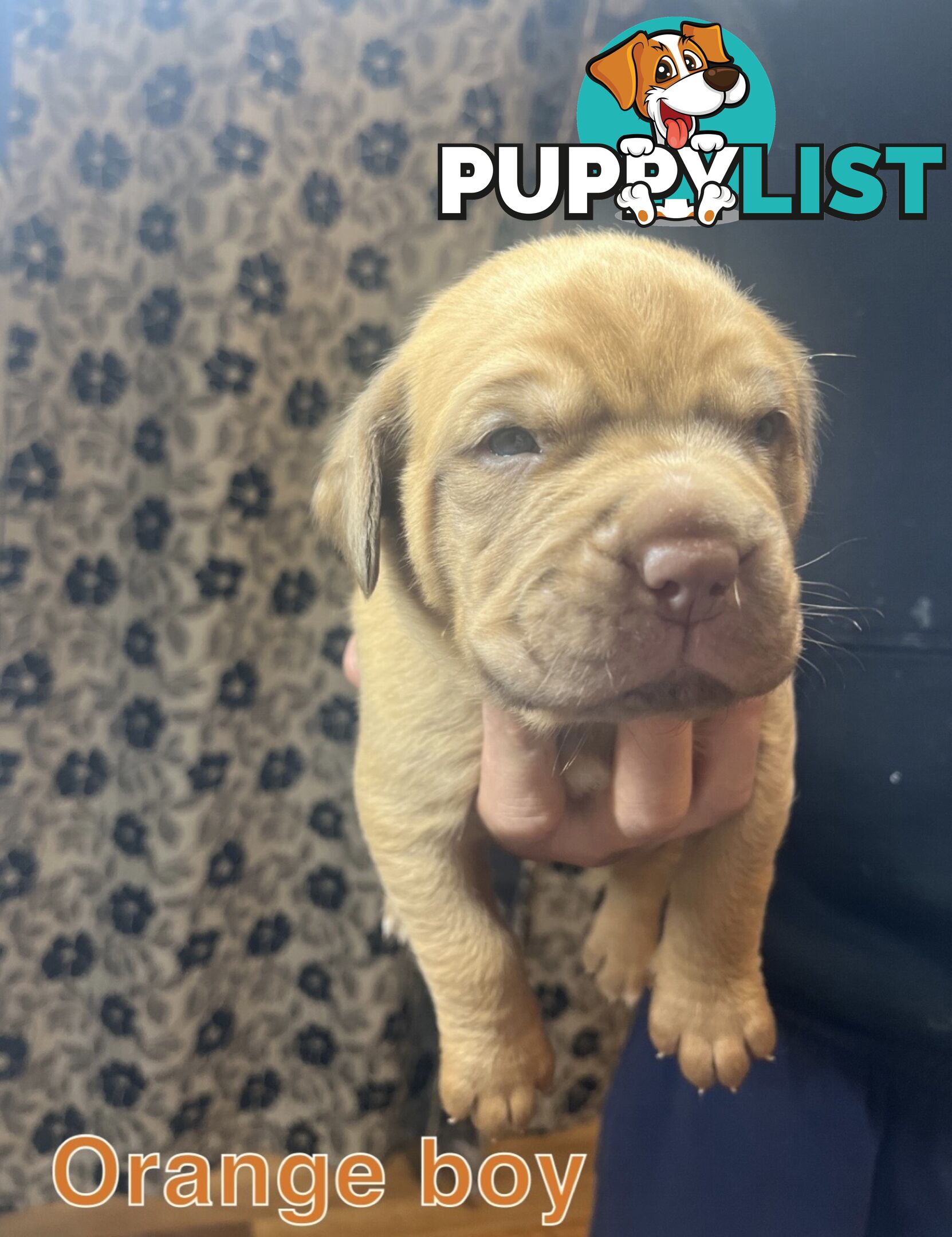 French mastiff puppies!