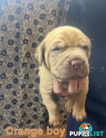 French mastiff puppies!
