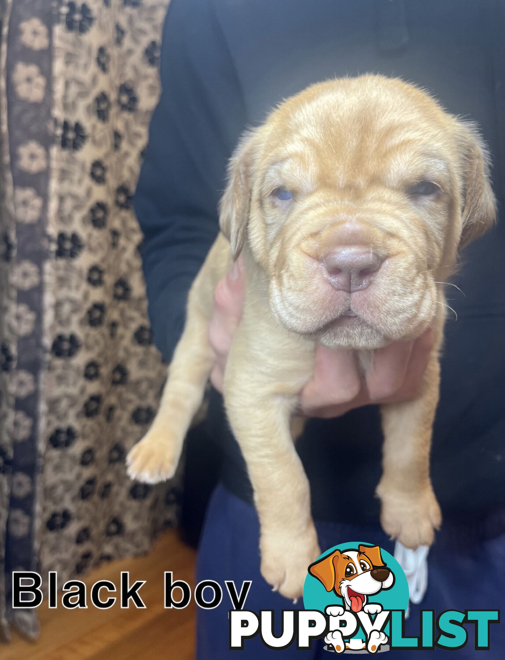 French mastiff puppies!