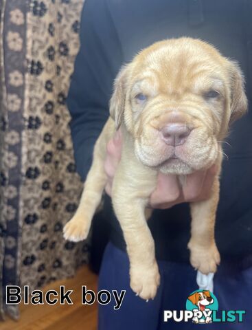 French mastiff puppies!