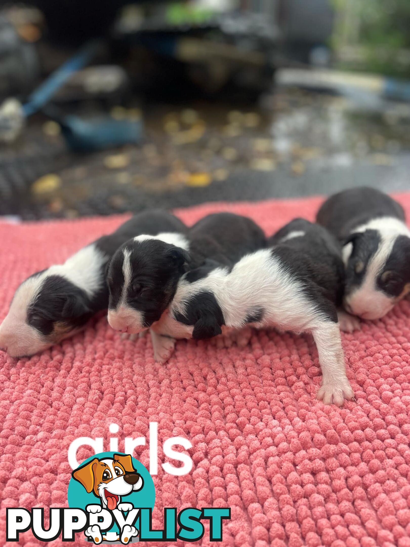 Bullterrier pups