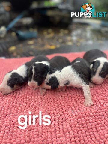 Bullterrier pups