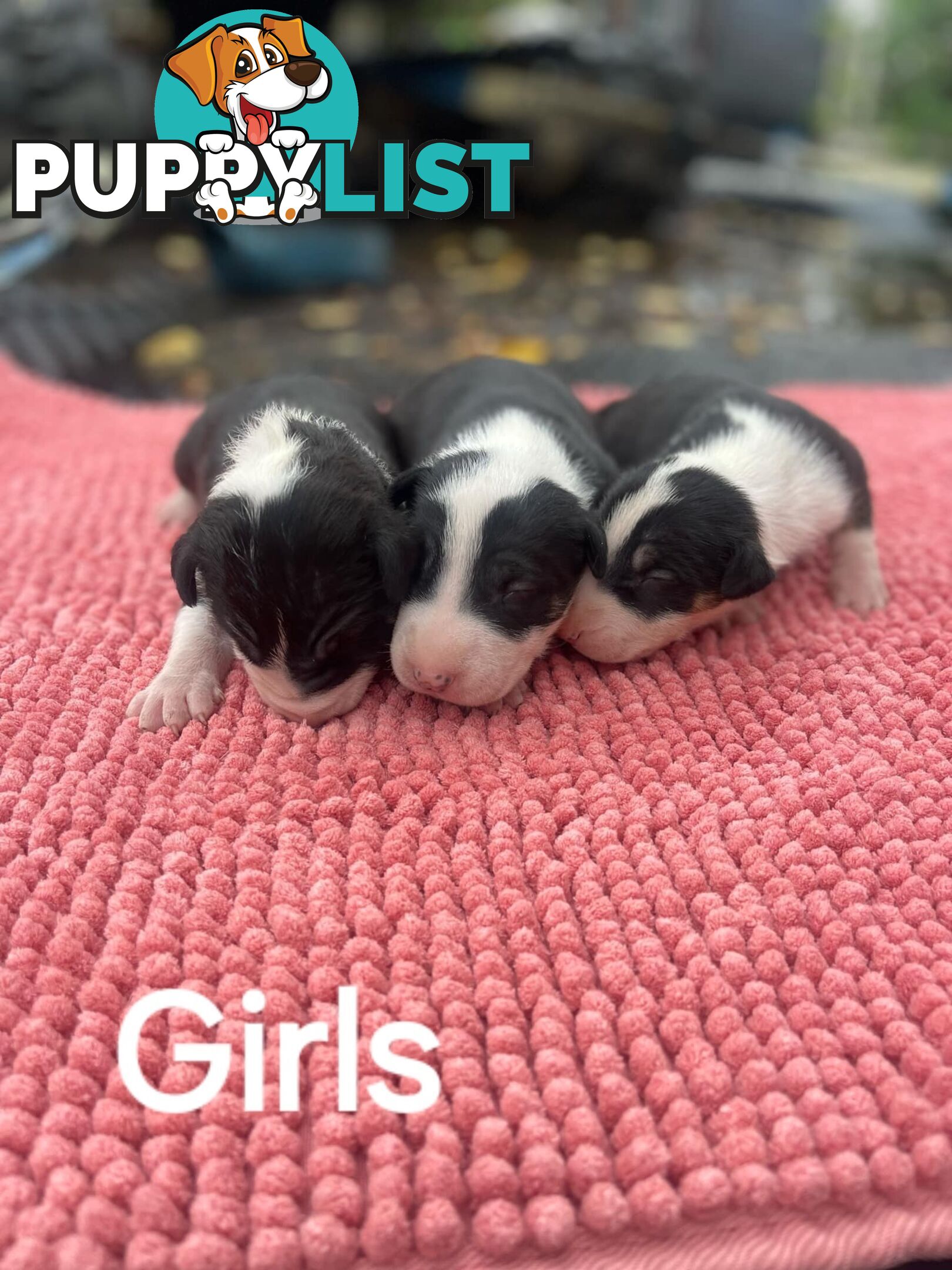 Bullterrier pups