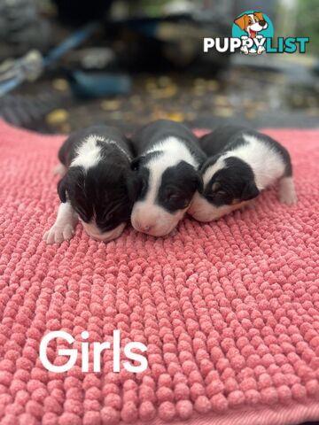 Bullterrier pups