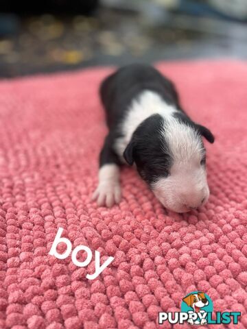 Bullterrier pups