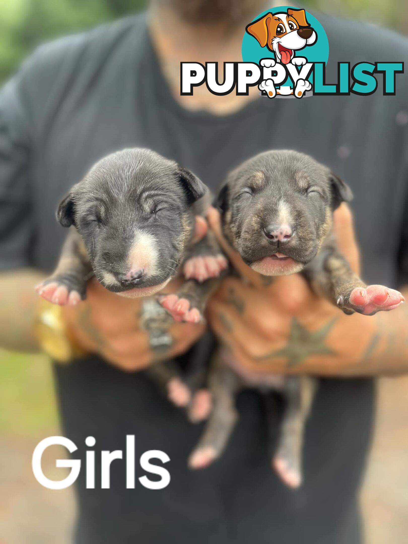 Bullterrier pups