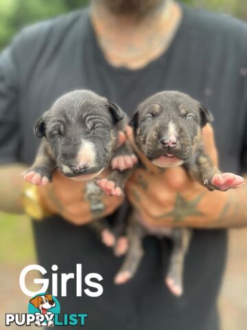 Bullterrier pups