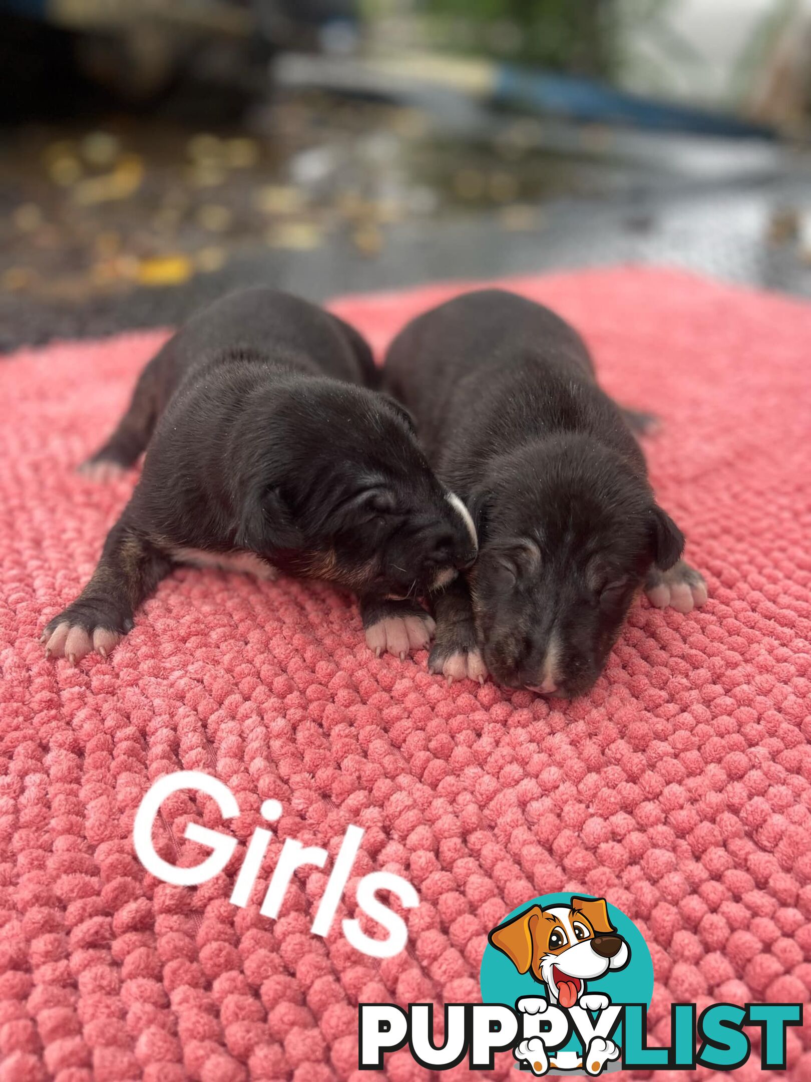 Bullterrier pups