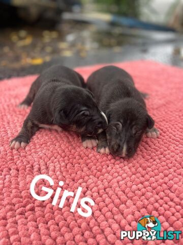 Bullterrier pups