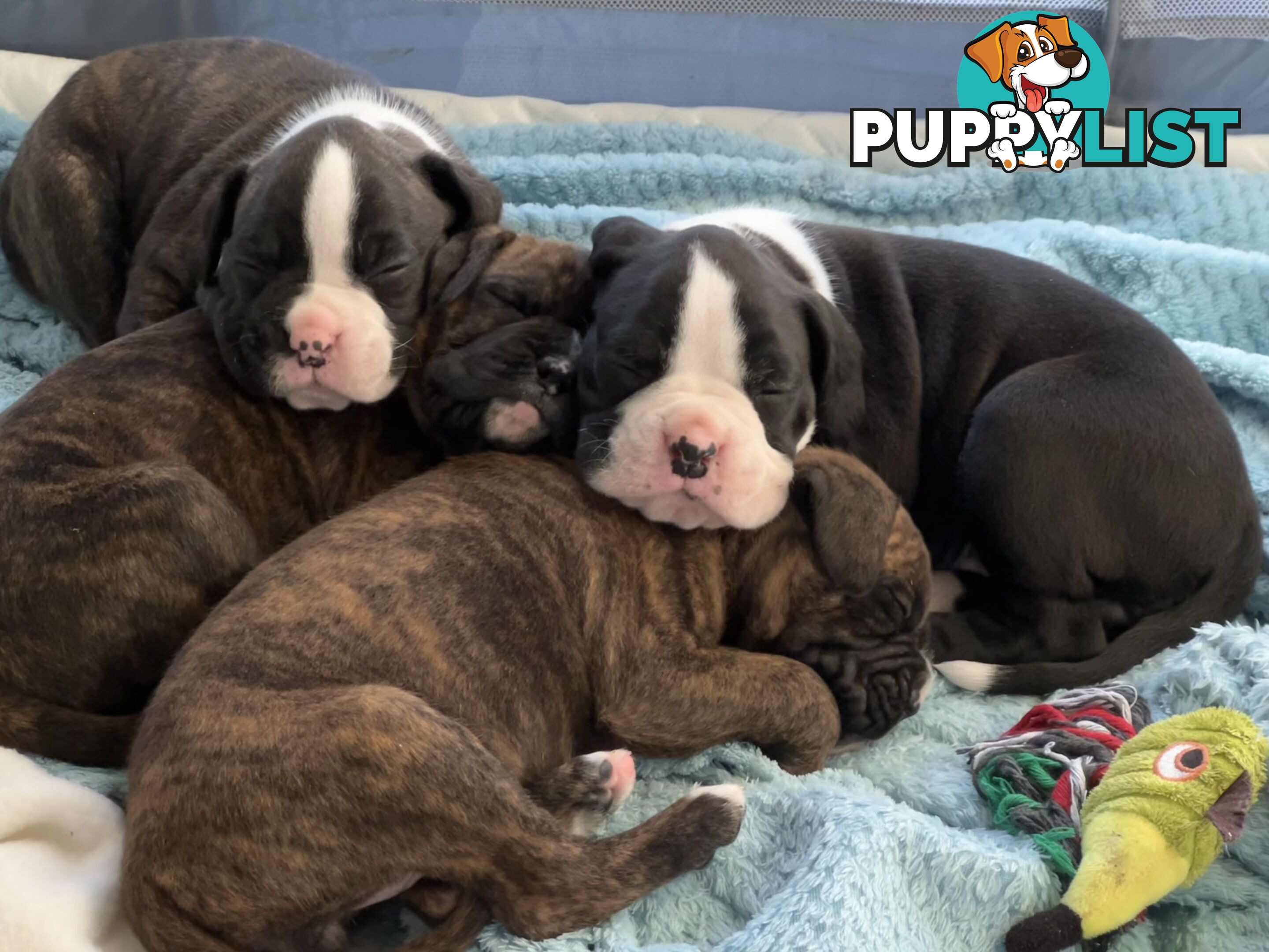 Purebred boxer puppies