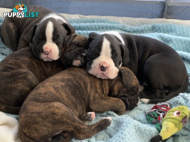 Purebred boxer puppies